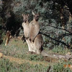 Macropus giganteus at Deakin, ACT - 26 May 2019