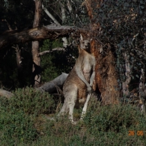 Macropus giganteus at Deakin, ACT - 26 May 2019