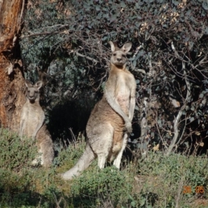 Macropus giganteus at Deakin, ACT - 26 May 2019