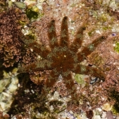 Coscinasterias muricata (Eleven-armed Seastar) at Jervis Bay, JBT - 25 May 2019 by kdm