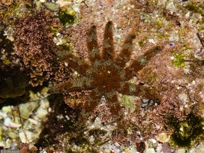 Coscinasterias muricata (Eleven-armed Seastar) at Jervis Bay, JBT - 26 May 2019 by kdm