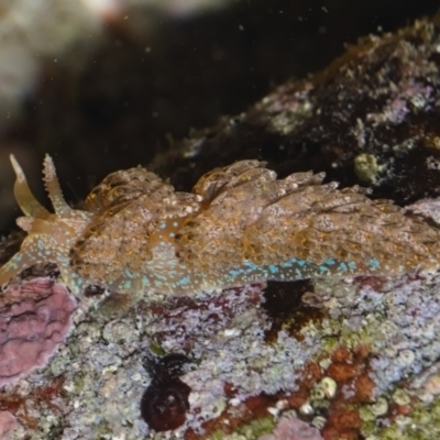 Austraeolis ornata (Ornate Facelinid) at Jervis Bay, JBT - 25 May 2019 by kdm