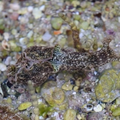 Aplysia sydneyensis (Aplysia sydneyensis) at Jervis Bay, JBT - 25 May 2019 by kdm