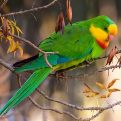 Polytelis swainsonii (Superb Parrot) at Hackett, ACT - 11 May 2019 by JL