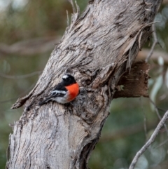 Petroica boodang (Scarlet Robin) at Florey, ACT - 26 May 2019 by b