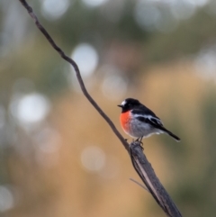 Petroica boodang at Florey, ACT - 26 May 2019 05:52 PM