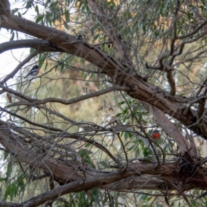 Petroica boodang at Florey, ACT - 26 May 2019 05:52 PM