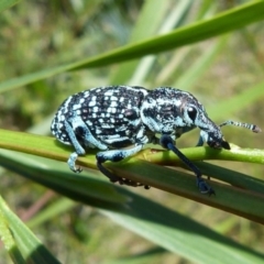 Chrysolopus spectabilis (Botany Bay Weevil) at Hyams Beach, NSW - 17 Nov 2018 by christinemrigg