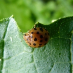 Epilachna sumbana (A Leaf-eating Ladybird) at Sanctuary Point, NSW - 19 Nov 2012 by christinemrigg