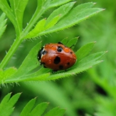 Hippodamia variegata (Spotted Amber Ladybird) at Sanctuary Point, NSW - 15 Nov 2008 by christinemrigg