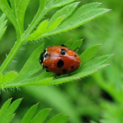 Hippodamia variegata (Spotted Amber Ladybird) at Sanctuary Point, NSW - 14 Nov 2008 by christinemrigg