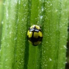 Illeis galbula (Fungus-eating Ladybird) at Sanctuary Point, NSW - 4 Feb 2015 by christinemrigg