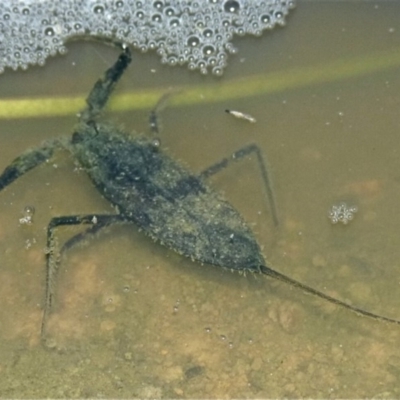 Laccotrephes tristis (Water Scorpion or Toe-biter) at Woollamia, NSW - 17 Mar 2014 by christinemrigg