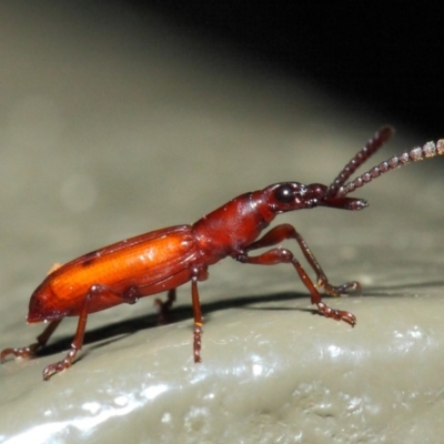 Cordus sp. (genus) (Brentid weevil) at ANBG - 22 May 2019 by TimL