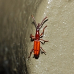 Cordus sp. (genus) at Acton, ACT - 22 May 2019 01:37 PM