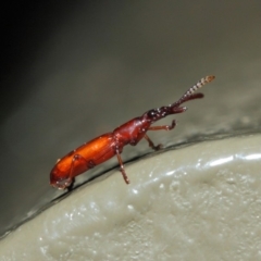 Cordus sp. (genus) at Acton, ACT - 22 May 2019 01:37 PM