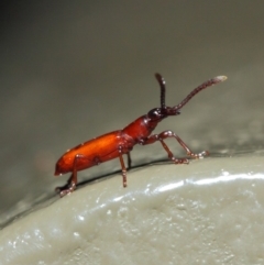 Cordus sp. (genus) at Acton, ACT - 22 May 2019 01:37 PM