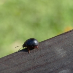 Dicranosterna immaculata (Acacia leaf beetle) at Morton, NSW - 15 May 2019 by vivdavo