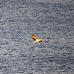 Haliaeetus leucogaster (White-bellied Sea-Eagle) at Guerilla Bay, NSW - 26 May 2019 by LisaH