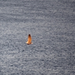 Haliaeetus leucogaster at Guerilla Bay, NSW - 26 May 2019 07:04 PM