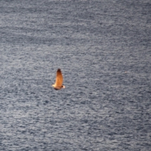 Haliaeetus leucogaster at Guerilla Bay, NSW - 26 May 2019 07:04 PM