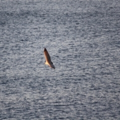 Haliaeetus leucogaster at Guerilla Bay, NSW - 26 May 2019 07:04 PM