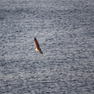 Haliaeetus leucogaster at Guerilla Bay, NSW - 26 May 2019 07:04 PM