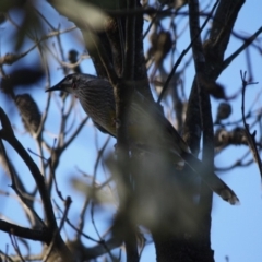 Anthochaera carunculata (Red Wattlebird) at Moruya, NSW - 26 May 2019 by LisaH