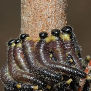 Perga dorsalis at Acton, ACT - 22 May 2019 01:18 PM