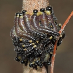 Perga dorsalis at Acton, ACT - 22 May 2019 01:18 PM