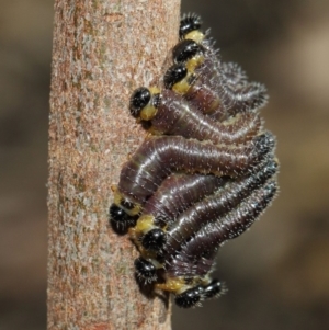 Perga dorsalis at Acton, ACT - 22 May 2019 01:18 PM