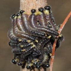 Perga dorsalis at Acton, ACT - 22 May 2019 01:18 PM