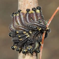 Perga dorsalis at Acton, ACT - 22 May 2019