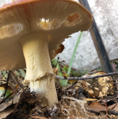 Amanita muscaria (Fly Agaric) at Deakin, ACT - 22 May 2019 by 49892