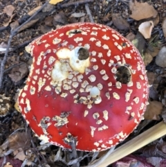 Amanita muscaria at Deakin, ACT - 22 May 2019 01:18 PM