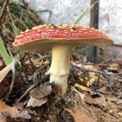 Amanita muscaria at Deakin, ACT - 22 May 2019 01:18 PM