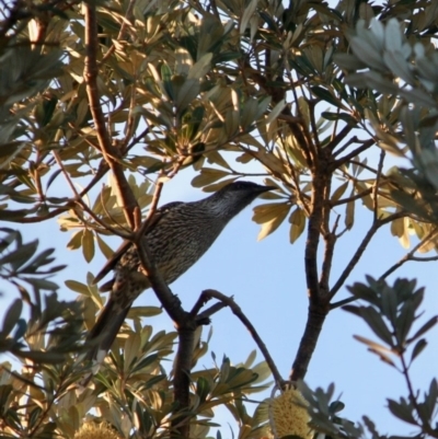 Anthochaera chrysoptera (Little Wattlebird) at Broulee, NSW - 26 May 2019 by LisaH