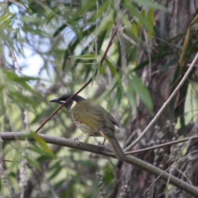 Meliphaga lewinii (Lewin's Honeyeater) at Moruya, NSW - 25 May 2019 by LisaH