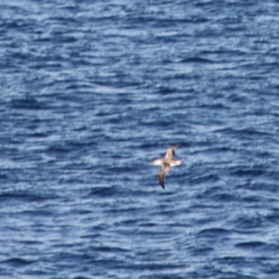 Morus serrator (Australasian Gannet) at Guerilla Bay, NSW - 26 May 2019 by LisaH