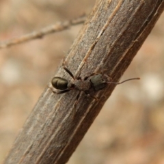 Rhytidoponera tasmaniensis at Dunlop, ACT - 28 Feb 2019 by CathB