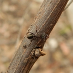 Rhytidoponera tasmaniensis at Dunlop, ACT - 28 Feb 2019