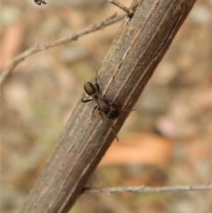 Rhytidoponera tasmaniensis at Dunlop, ACT - 28 Feb 2019 08:42 AM