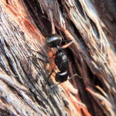 Polyrhachis femorata (A spiny ant) at Dunlop, ACT - 3 Mar 2019 by CathB
