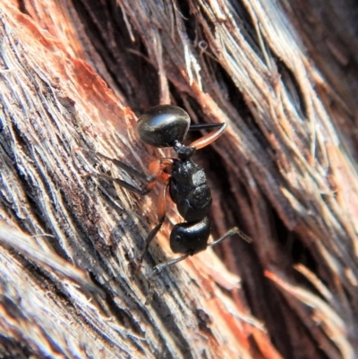 Polyrhachis femorata (A spiny ant) at Dunlop, ACT - 3 Mar 2019 by CathB