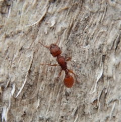 Podomyrma sp. (genus) (Muscleman Tree Ant) at Dunlop, ACT - 4 Mar 2019 by CathB