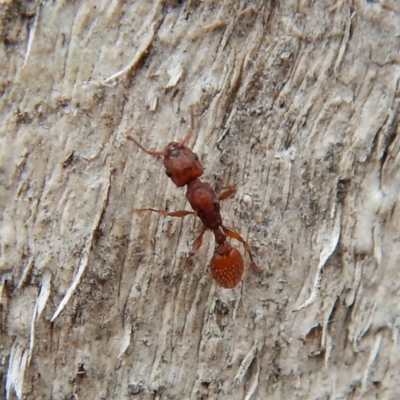 Podomyrma sp. (genus) (Muscleman Tree Ant) at Aranda Bushland - 4 Mar 2019 by CathB