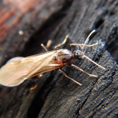 Formicidae (family) (Unidentified ant) at Aranda Bushland - 26 Jan 2019 by CathB