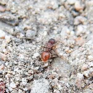 Meranoplus sp. (genus) at Cook, ACT - 28 Dec 2018 07:30 AM
