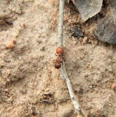 Meranoplus sp. (genus) at Cook, ACT - 28 Dec 2018 07:30 AM