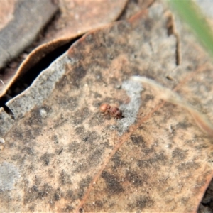 Meranoplus sp. (genus) at Cook, ACT - 28 Dec 2018 07:30 AM